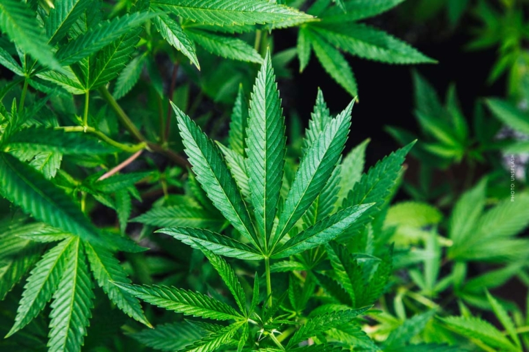 Cannabis kaufen in Kiel – Apotheke, Growshop oder Eigenanbau im Vergleich