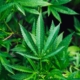Cannabis kaufen in Kiel – Apotheke, Growshop oder Eigenanbau im Vergleich