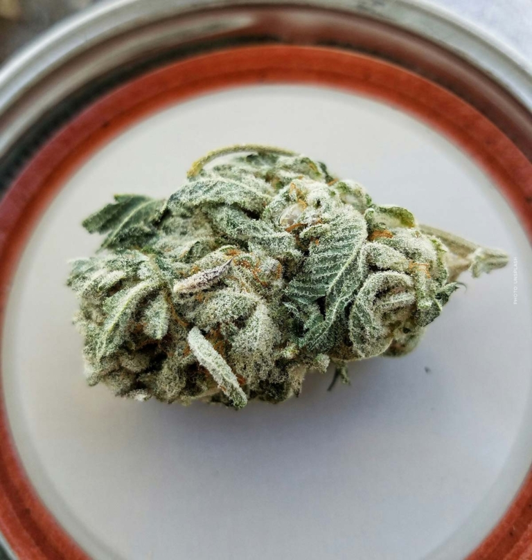 Die wirtschaftlichen Vorteile der Cannabis-Legalisierung