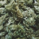 Cannabis kaufen in Karlsruhe – Apotheke, Growshop oder Eigenanbau im Vergleich