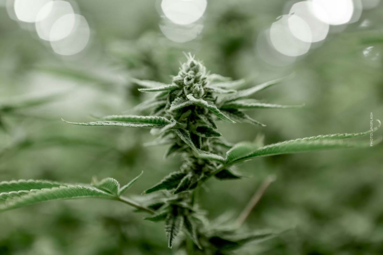 Cannabis kaufen in Düsseldorf – Apotheke, Growshop oder Eigenanbau im Vergleich