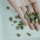 Cannabis kaufen in Leipzig – Apotheke, Growshop oder Eigenanbau im Vergleich