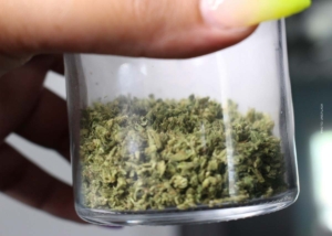 Cannabis Pflanze: Samen, Pflanze, Aufzucht & Wachstum