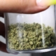 Cannabis Pflanze: Samen, Pflanze, Aufzucht & Wachstum