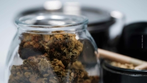 Cannabis kaufen in Frankfurt am Main – Apotheke, Growshop oder Eigenanbau im Vergleich