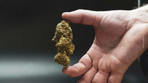 OG Kush – Die legendäre Cannabissorte
