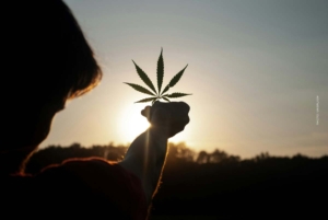 Gelato – Die süße Cannabissorte mit Kick