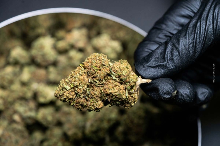 Cannabis kaufen in Bremen – Apotheke, Growshop oder Eigenanbau im Vergleich