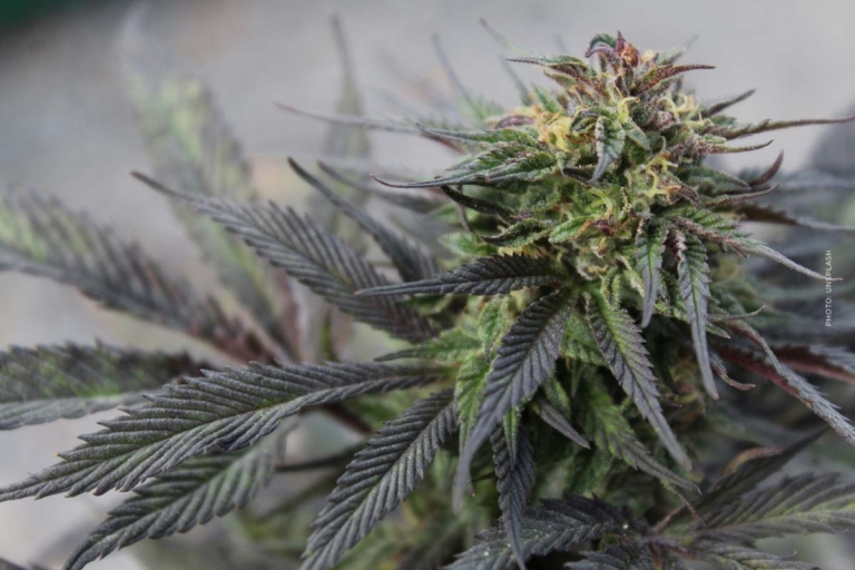 Was ist CBD?